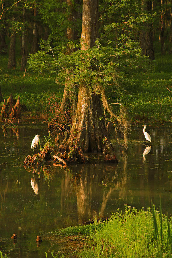 Egrets in the Atchafalaya Swamp Photograph by Ronald Olivier - Fine Art ...