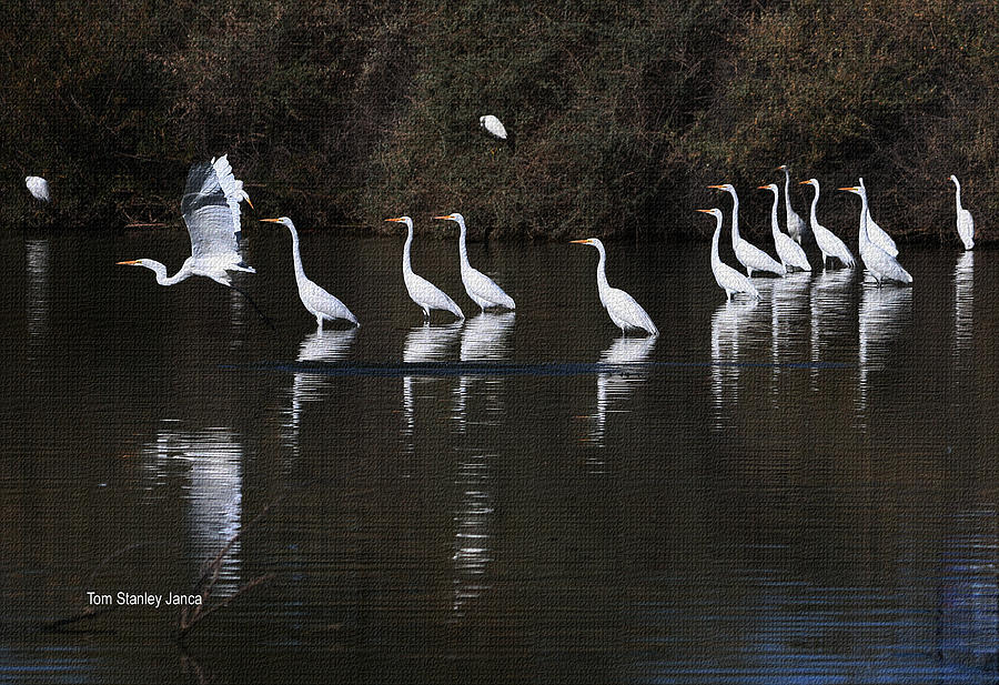 Egrets Out Fishing #1 Photograph by Tom Janca