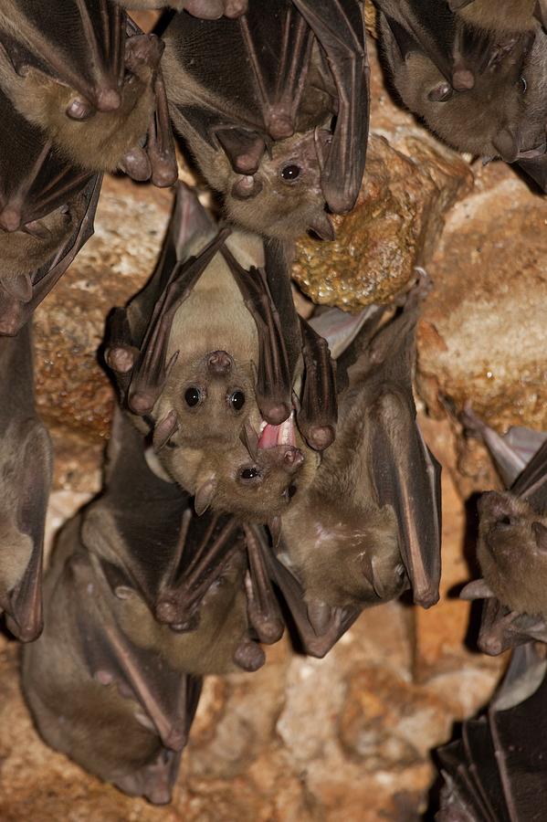 Animal Photograph - Egyptian Fruit Bat Rousettus Aegyptiacus #1 by Photostock-israel