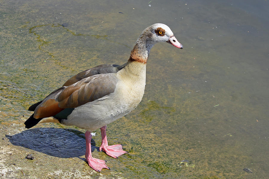 Egyptian Goose #1 Photograph by Tony Murtagh