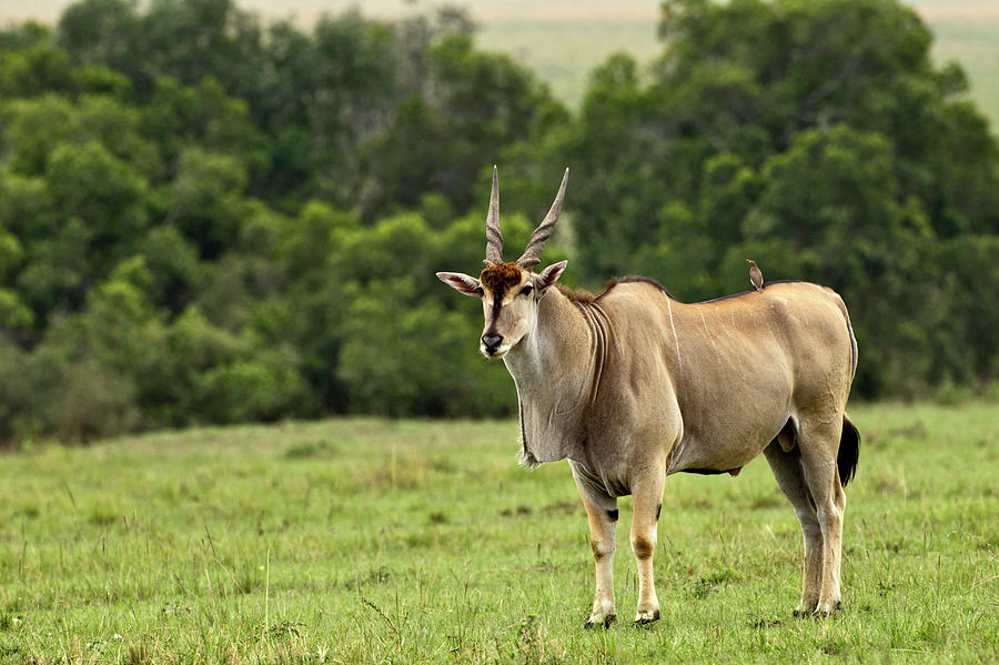 Eland (taurotragus Oryx Photograph by Adam Jones | Fine Art America