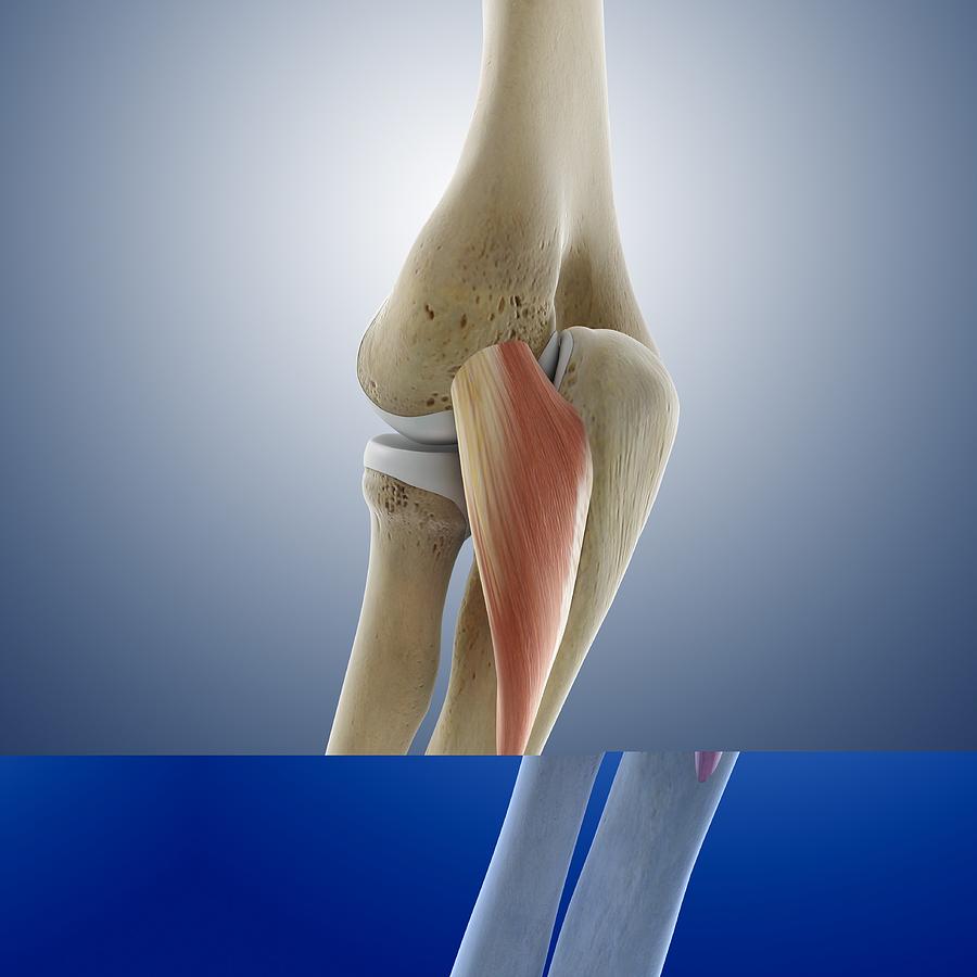 Elbow muscle, artwork Photograph by Science Photo Library - Pixels