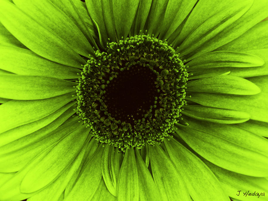 Electric Green Daisy #1 Photograph by Joseph Hedaya