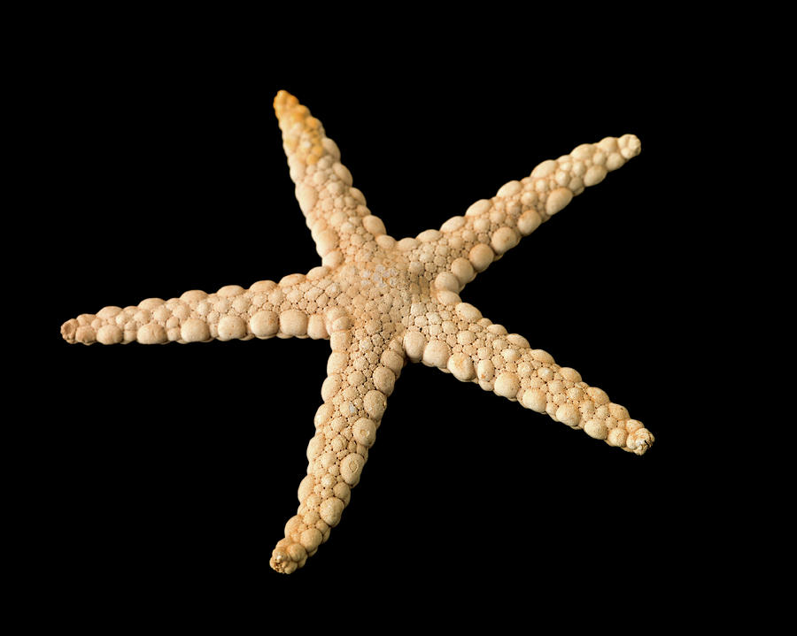 Animal Photograph - Elegant Starfish #1 by Natural History Museum, London