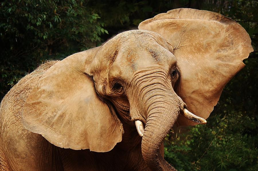 elephant toy ears move