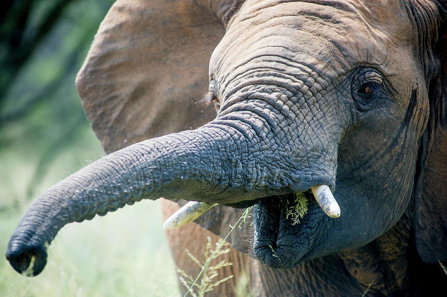 Elephant Elephantidae Feeding Photograph by Remsberg Inc - Fine Art America