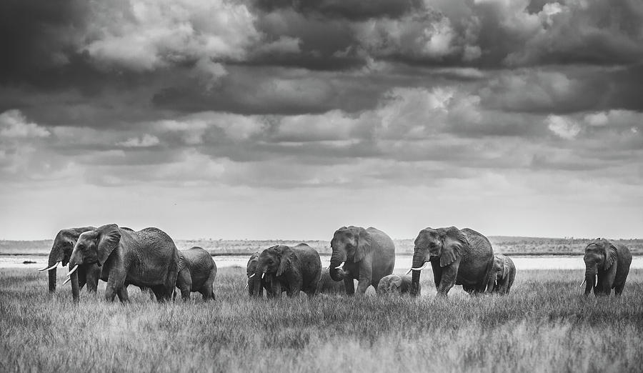 Black And White Photograph - Elephant Family #1 by Vedran Vidak