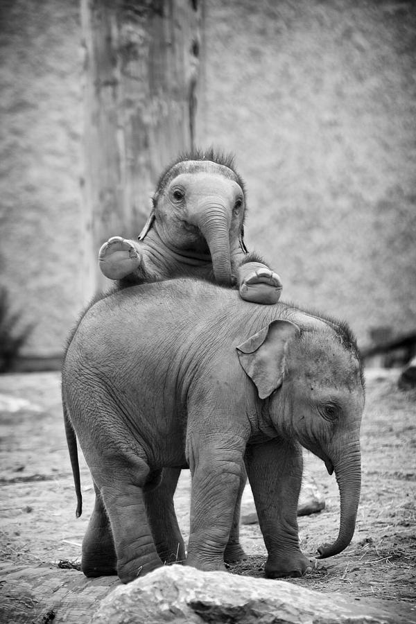 Nature Photograph - Elephant Fun by Gary Brookshaw