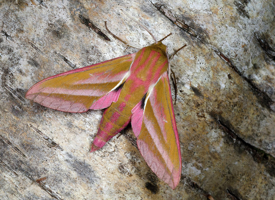 Elephanmt Moth Elephant Hawk-moth #1 by Science Photo Library