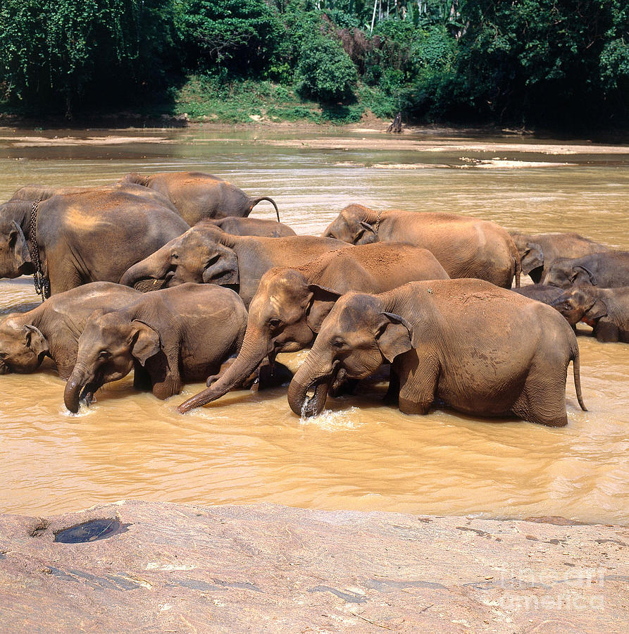 Elephant Herd In Sri Lanka #1 Photograph by Tierbild Okapia