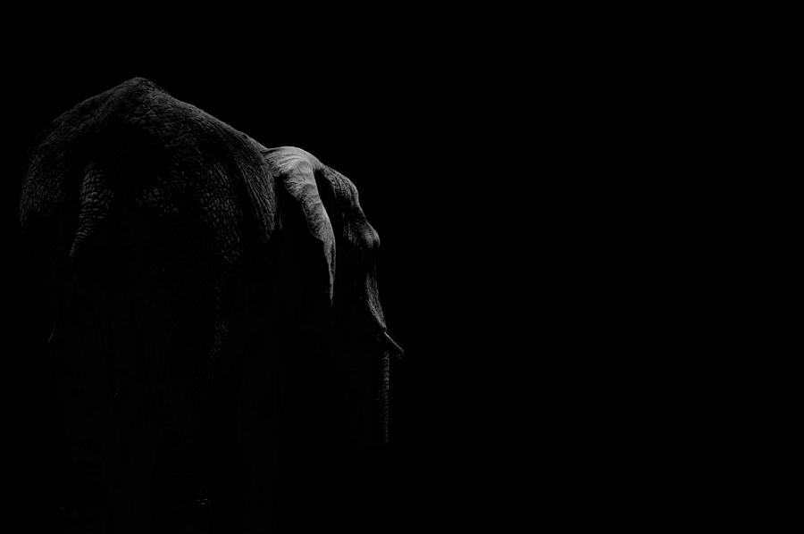 Wildlife Photograph - Elephant in dark room #2 by Roarshack Photography
