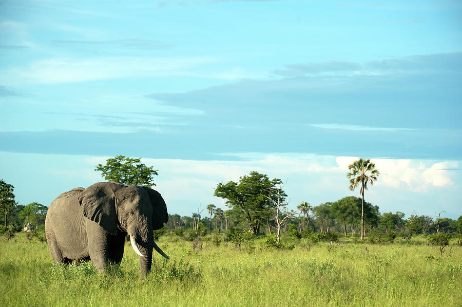 Elephant In The Wild #1 Photograph by Stevenallan