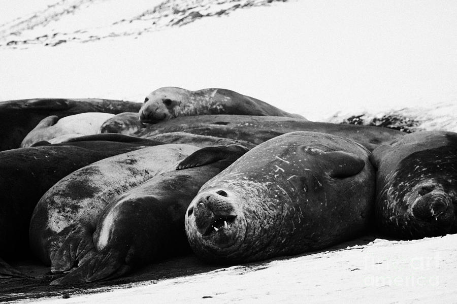 Elephant Photograph - elephant seals hannah point livingstone island Antarctica #1 by Joe Fox