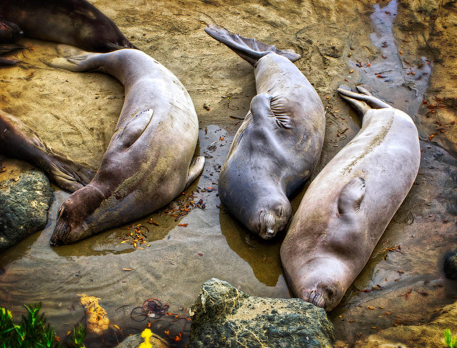 Elephant Seals Napping #1 Photograph by Sandra Selle Rodriguez