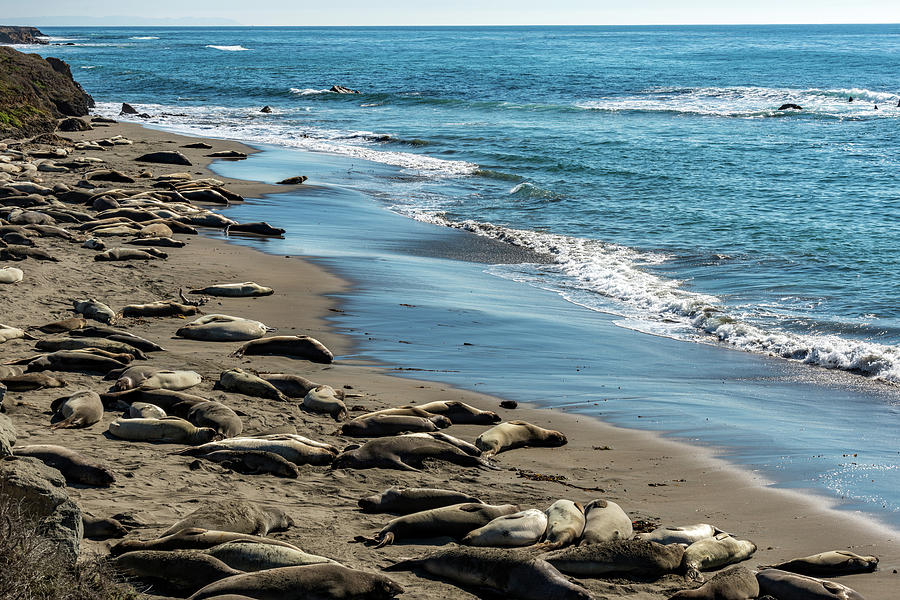 Elephant Seals On The Beach, Piedras #1 Photograph by Panoramic Images