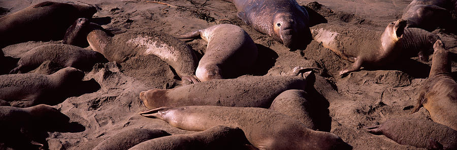 Beach Photograph - Elephant Seals On The Beach, San Luis #1 by Panoramic Images