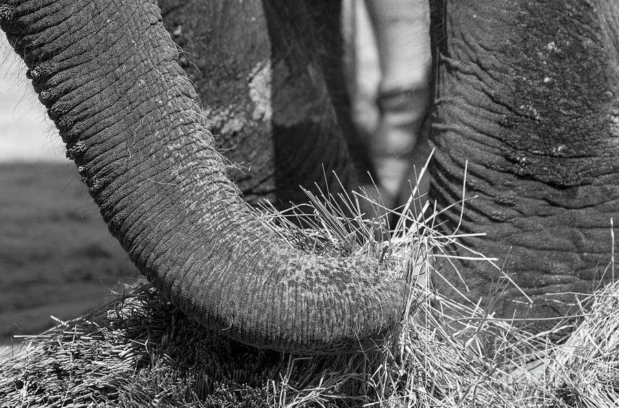 Elephant #2 Photograph by Steven Ralser