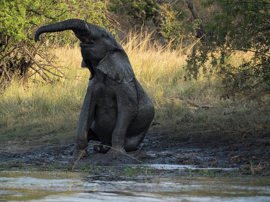 Elephant Taking Mud Bath Zambezi Photograph By Panoramic