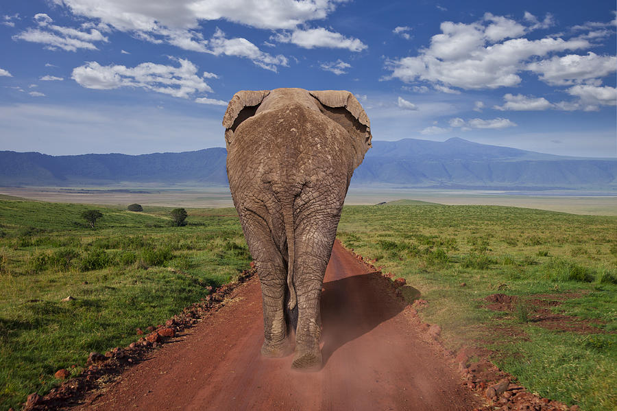 Elephant #1 Photograph by Ugurhan