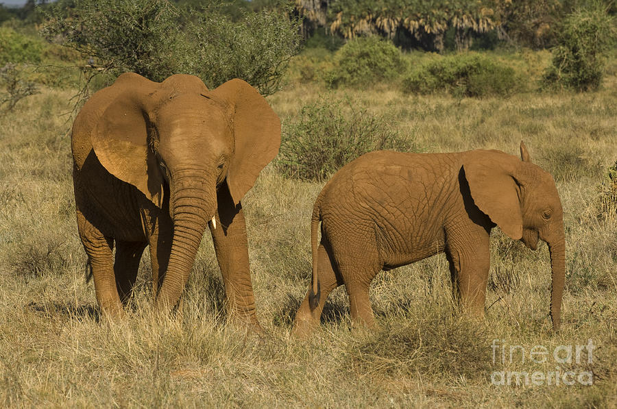 Nature Photograph - Elephants Covered In Red Dust #1 by John Shaw