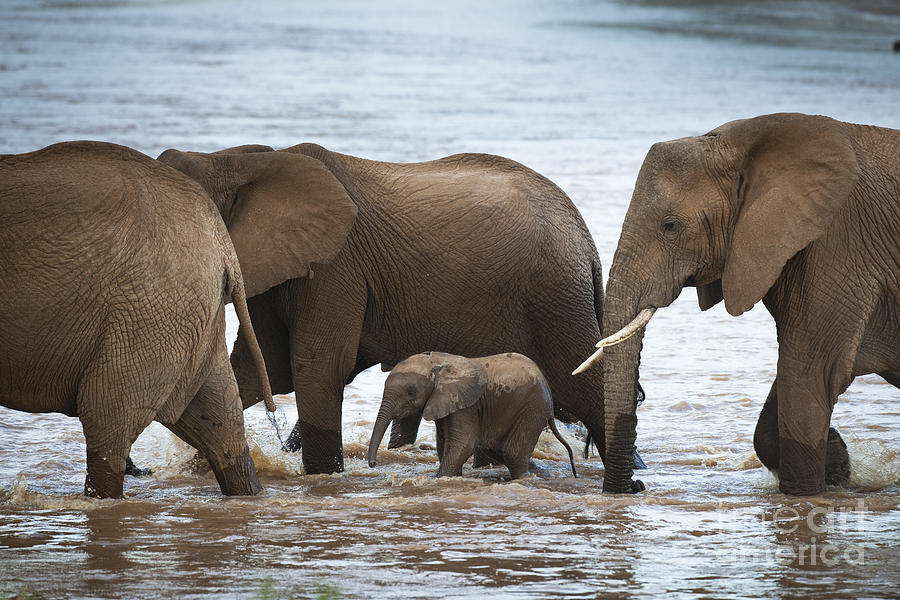 Elephants Crossing The River #1 Photograph by John Shaw Elephants Crossing The River #1 Photograph by John Shaw