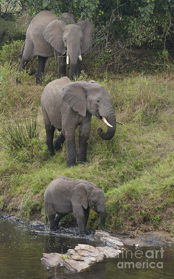 Elephants #1 Photograph by John Shaw
