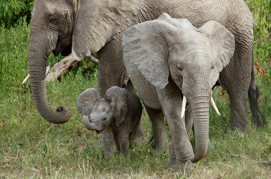 Elephants Photograph by Paul E Tessier | Fine Art America