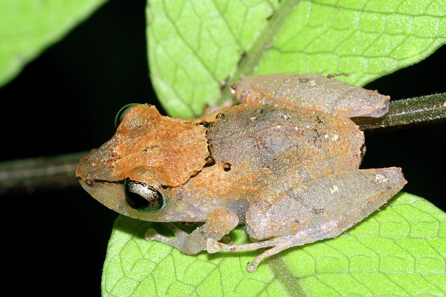 Eleutherodactylus Frog #1 Photograph by Dr Morley Read/science Photo Library