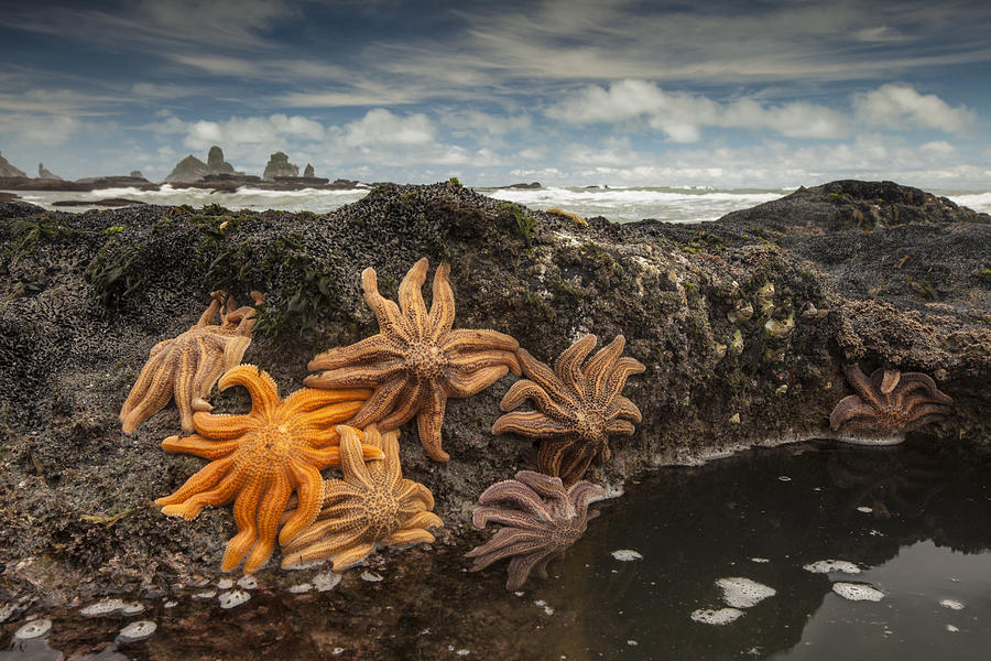 Eleven-armed Sea Stars At Low Tide #2 Photograph by Colin Monteath