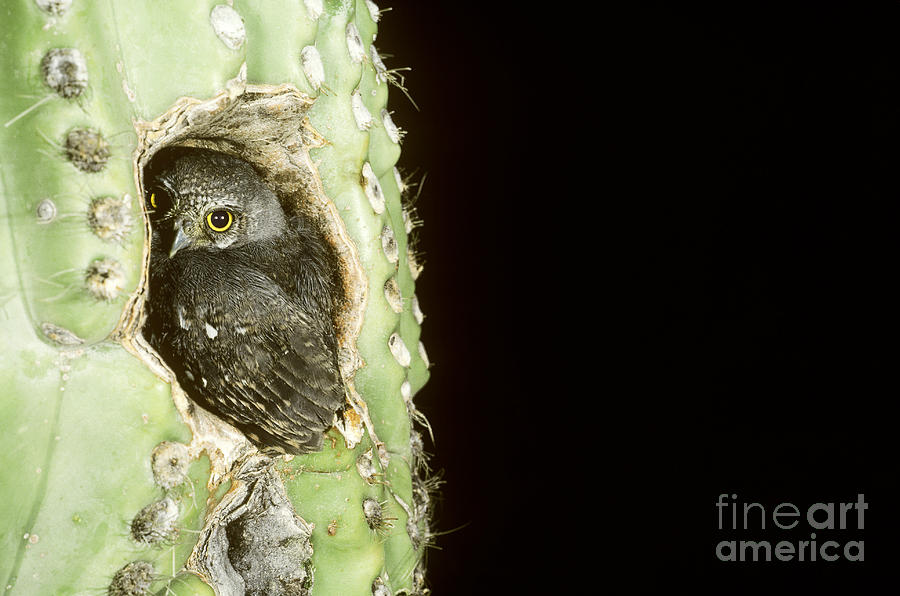 Elf Owl #1 Photograph by Art Wolfe