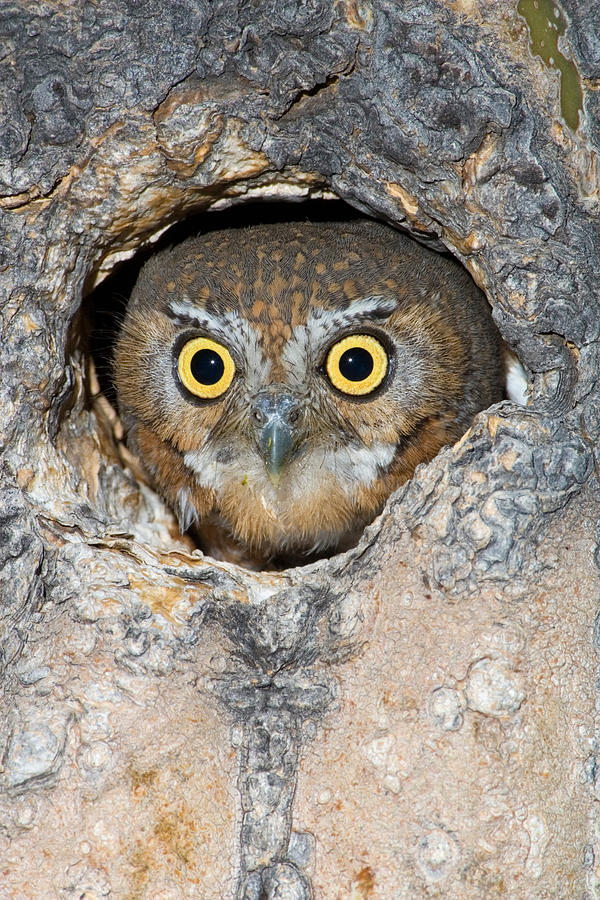 Elf Owl Nesting In Tree Cavity #1 Photograph by Craig K. Lorenz