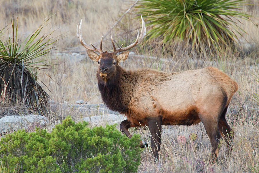 Bull Photograph - Elk (cervus Elaphus #1 by Larry Ditto