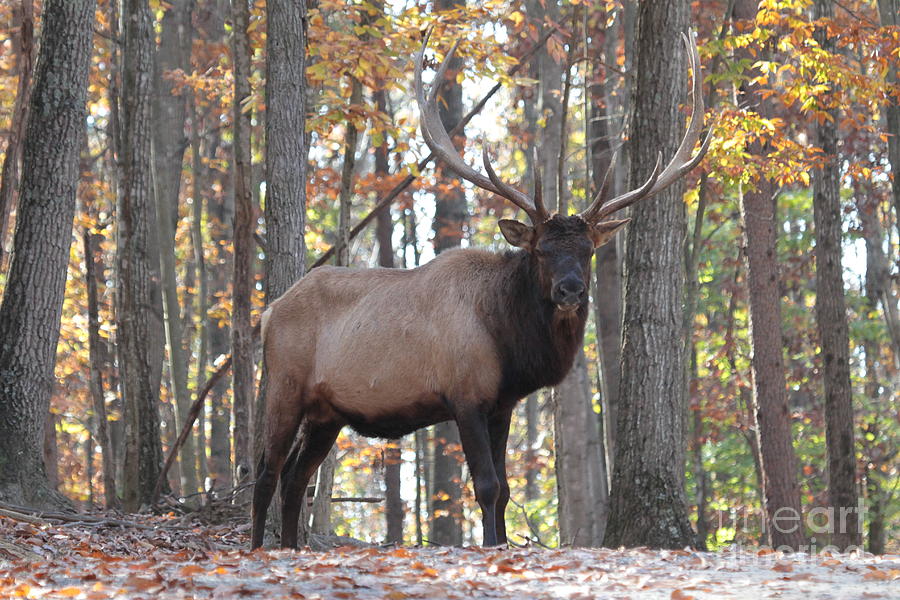 Elk in the woods Photograph by Dwight Cook