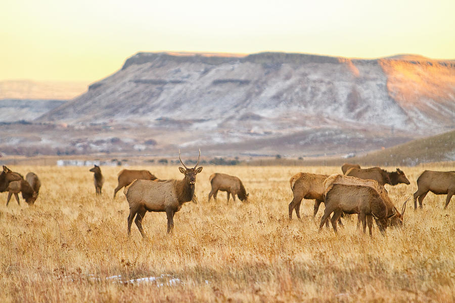 Elk Herd Grazing Rocky Mountain Foothills Photograph by James BO Insogna