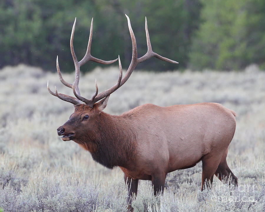 Elk Teton National Park #1 Photograph by Steve Javorsky