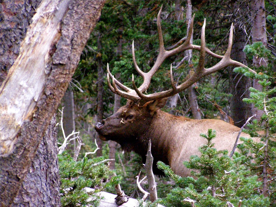 Elk with a nice rack #1 Photograph by Thomas Samida