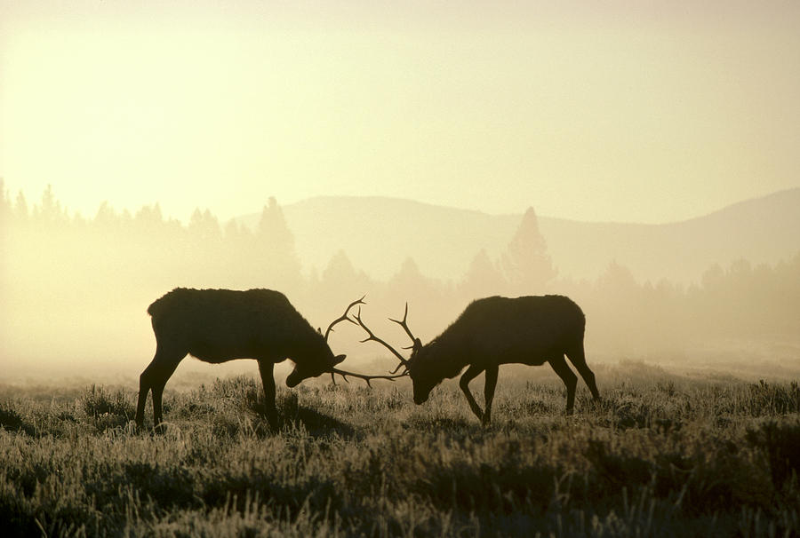 Elks Sparring Yellowstone Np Wyoming #1 Photograph by Michael Quinton