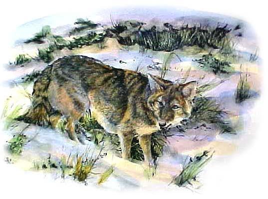 Wildlife Drawing - Ellicotts Winter #1 by Jonni Hill