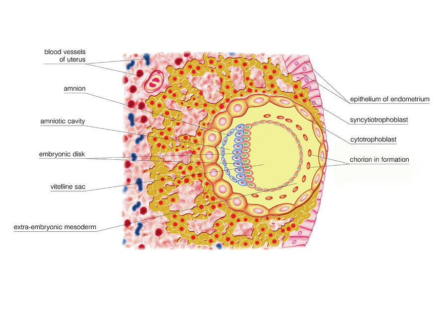 Anatomy Photograph - Embryo Formation #1 by Asklepios Medical Atlas