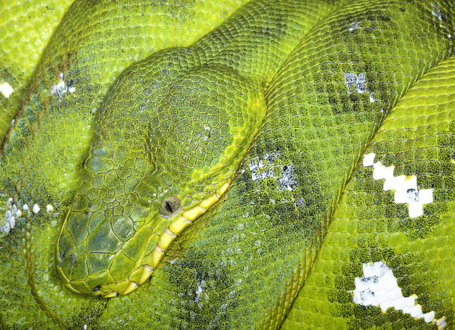 Emeral Tree Boa Photograph by Robert Jensen - Fine Art America