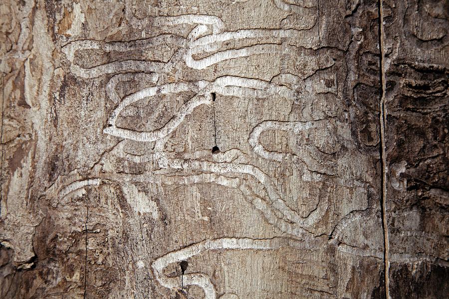 Emerald Ash Borer Tracks On Dead Tree #1 Photograph by Jim West