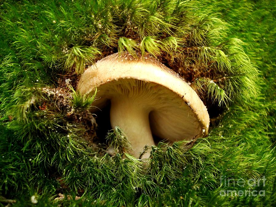 Mushroom Photograph - Emerald Palace #1 by Sharon Woerner