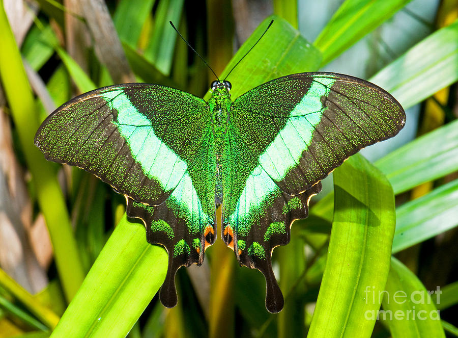 Emerald Swallowtail Butterfly #1 Photograph by Millard H. Sharp