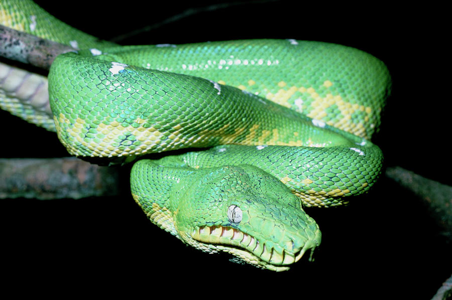 Emerald Tree Boa Photograph by Dr Morley Read/science Photo Library ...