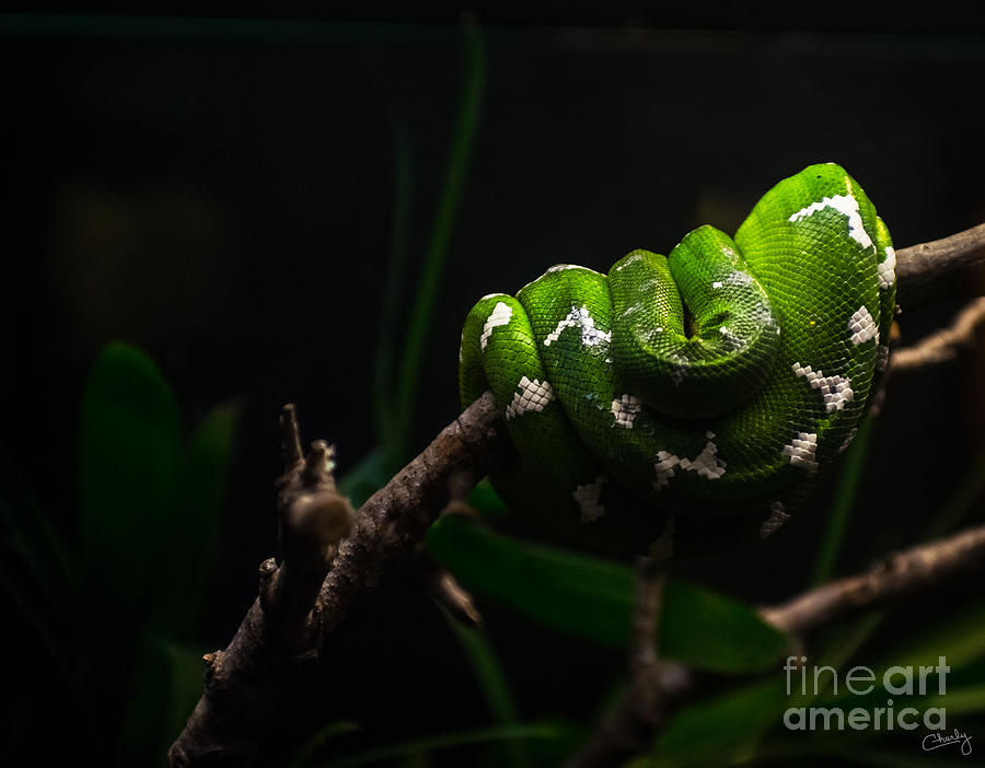 Emerald Tree Boa Photograph by Imagery by Charly