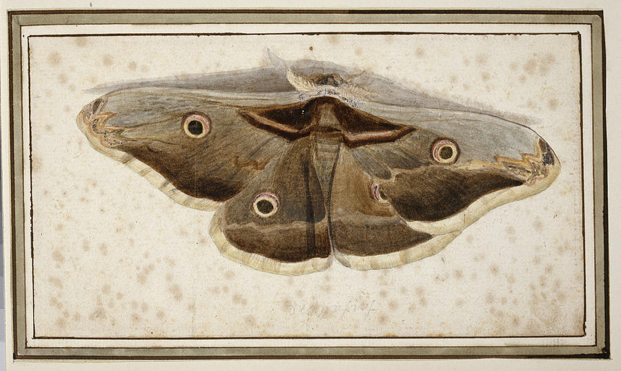 Nature Photograph - Emperor Moth #1 by Natural History Museum, London/science Photo Library