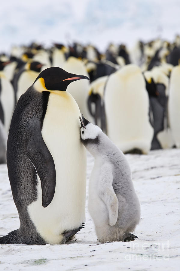 Emperor Penguin Chick Begging For Food #1 Photograph by Greg Dimijian