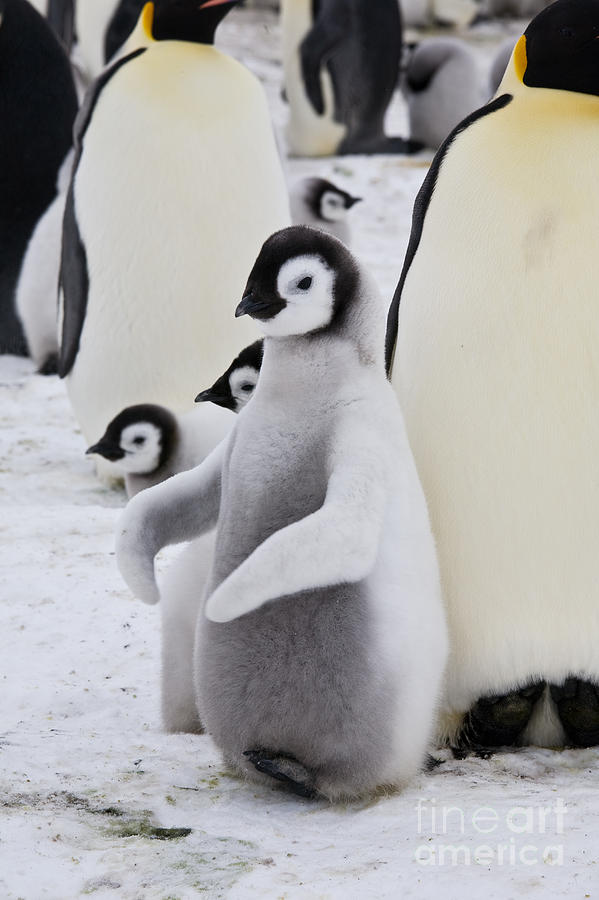 Emperor Penguin Chick #1 Photograph by Greg Dimijian