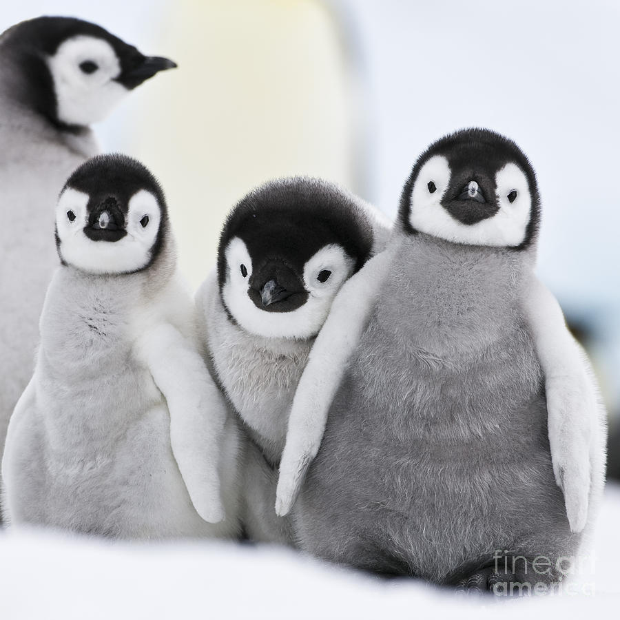 Emperor Penguin Chicks #1 Photograph by Jean-Louis Klein and Marie-Luce Hubert