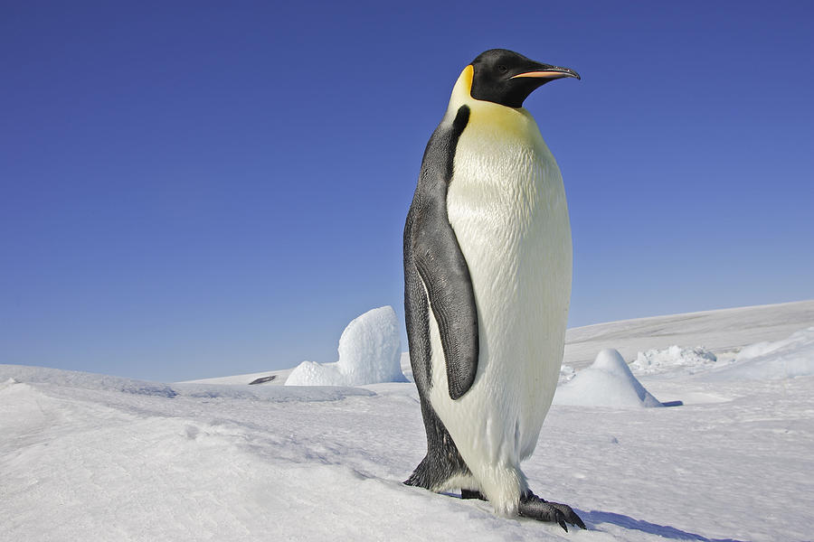 Emperor Penguin Photograph by M. Watson - Fine Art America